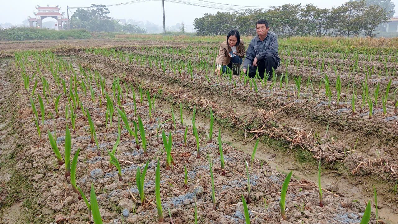 Hỗ trợ nông dân trồng hoa lay ơn